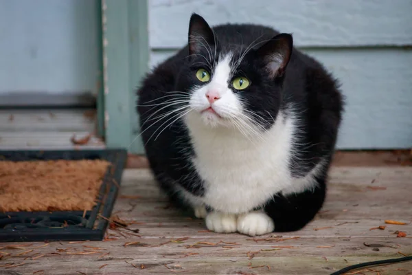 Маленькая черно-белая кошка с зелеными глазами наблюдает за вещами с крыльца — стоковое фото