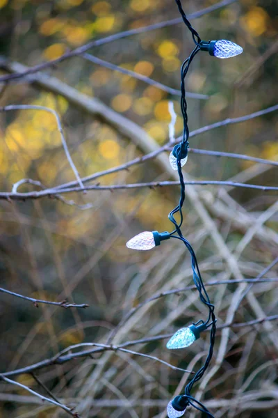 Větviček a větví za světla visí dolů ze shora — Stock fotografie