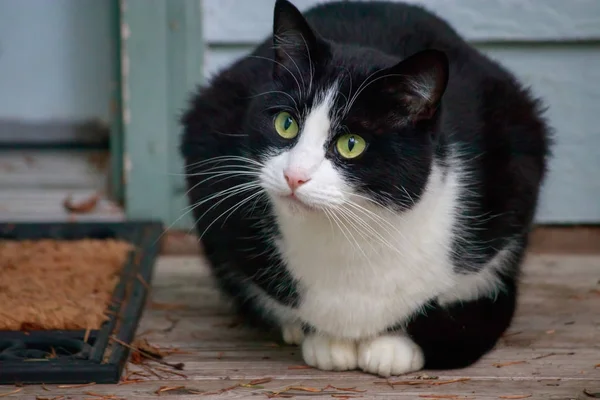 Gato preto e branco com olhos verdes relógios coisas do alpendre — Fotografia de Stock
