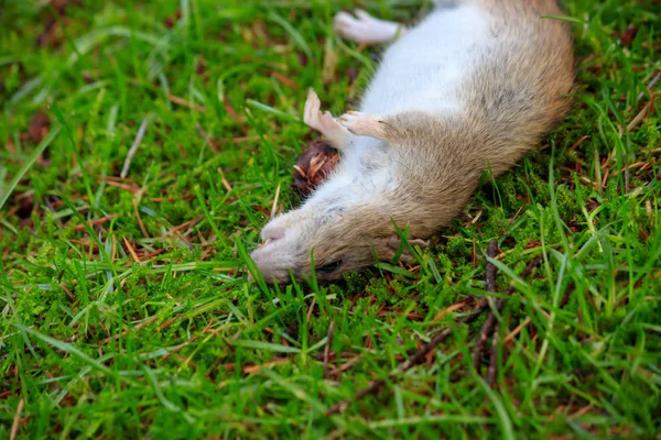 Dode rat tot in gras met witte buik omhoog — Stockfoto
