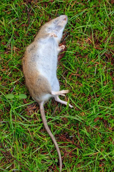 Dode rat met grote staart opleggen van gras in de tuin — Stockfoto