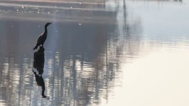 Голубая цапля стоит на озере — стоковое видео