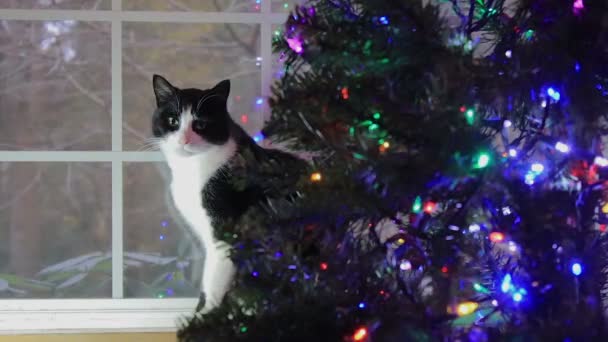Gato atrás da árvore de Natal — Vídeo de Stock