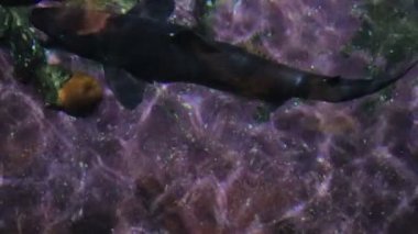 Yukarıdan aşağıya köpekbalığı ve mercan