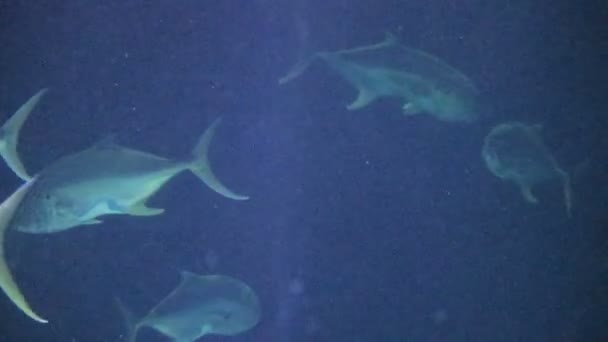Акулы плывут мимо больших рыб — стоковое видео