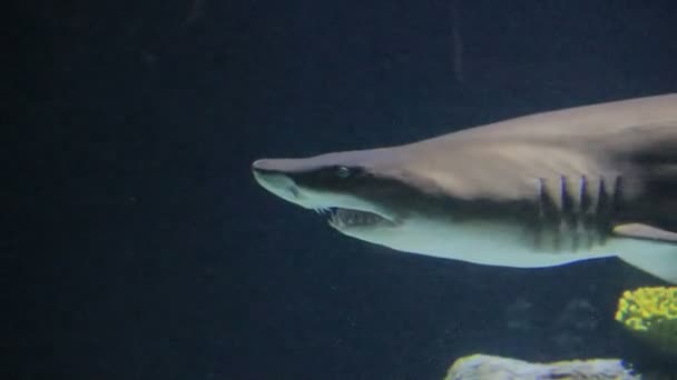 Close up sand tiger shark — Stock Video