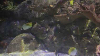 Derma balık mercan ile Yüzme