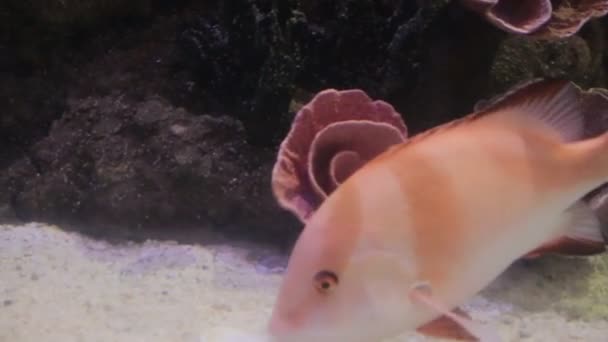 Light pink fish swiming — Stock Video