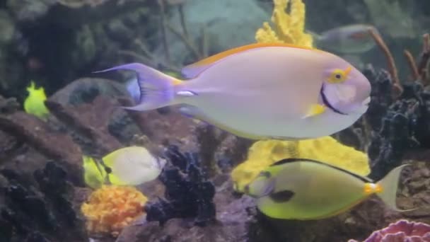 Los peces brillantes nadan sobre el tiburón — Vídeo de stock