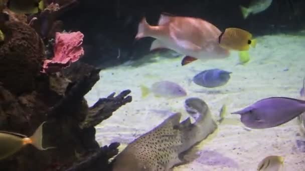 Bunte Fische schwimmen durch Riff — Stockvideo