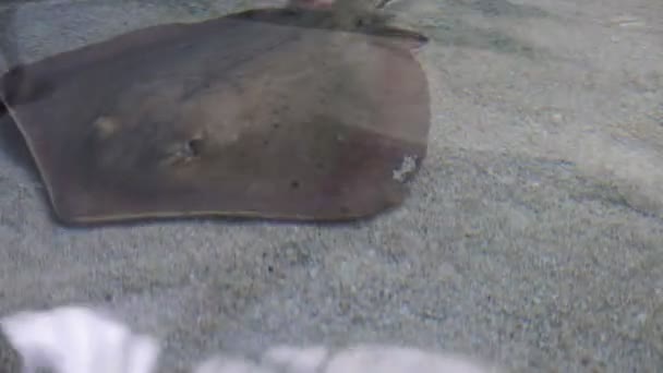 Sting ray glijden over zand — Stockvideo