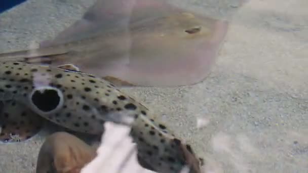 Raggi pungenti e uno squalo di sabbia — Video Stock