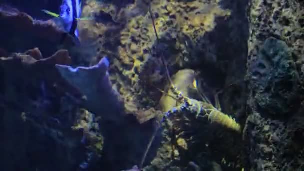 Large lobster crawling in salt water tank — Stock Video