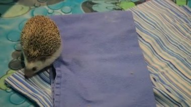 güzel kahverengi kirpi battaniye üzerinde hareket etme