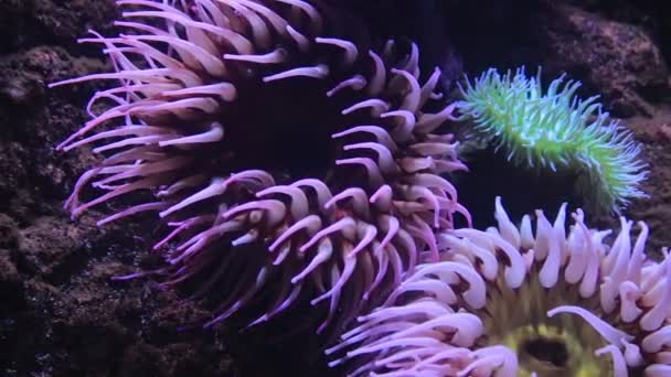 Djupt vattentank med ljusa fisk och vattenlevande organismer — Stockvideo