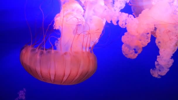 Exotic marine animals swimming in an aquarium — Stock Video