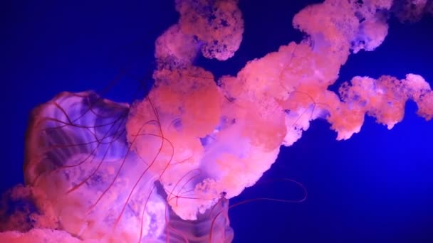 Exotiska havsdjur simma i ett akvarium — Stockvideo