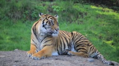 Ağır çekim kaplan facal ifade