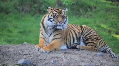 Bir kaya üzerinde içerik kaplan