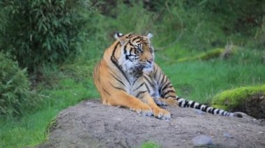 Kayanın üzerinde döşeme kaplan