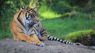 Etrafına bakıyor bir kaya üzerinde kaplan