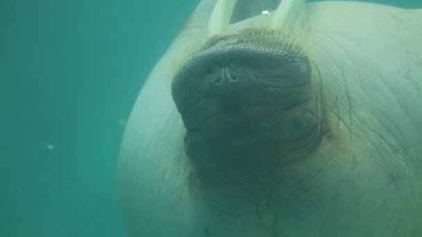 Крупним планом постріл моржа плавання — стокове відео