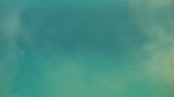 水泳セイウチのクローズ アップ ショット — ストック動画