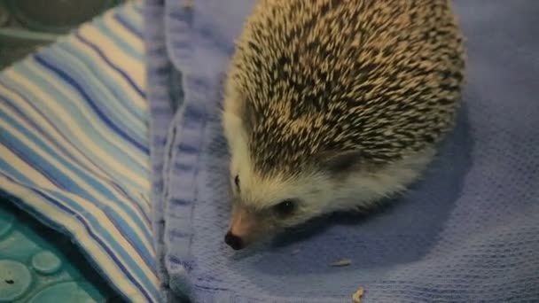 Beautiful brown hedgehog moving around on blankets — Stock Video
