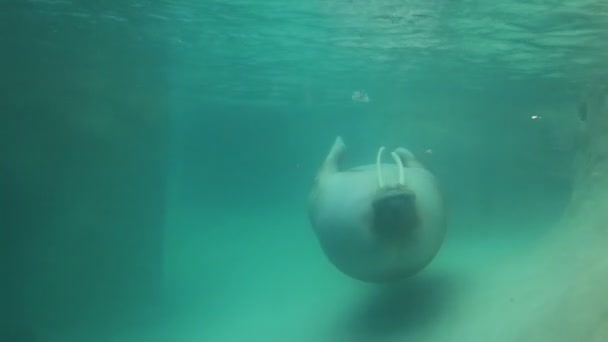 Крупный план плавания моржа — стоковое видео