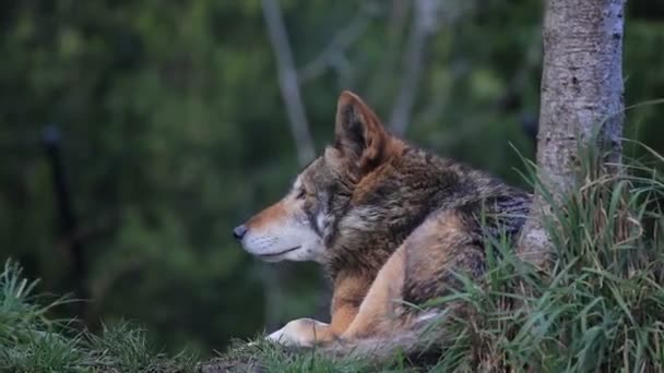 Lobo rojo tendido bajo el árbol — Vídeos de Stock