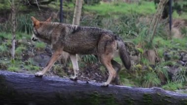 Kızıl kurt oturum açma yürüyüş