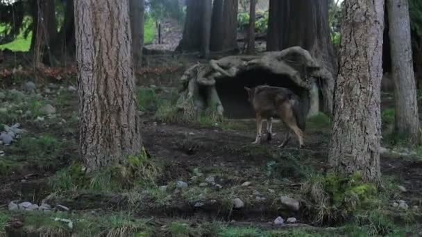 Roter Wolf wandert durch Wald — Stockvideo