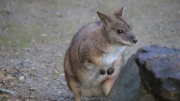 Small wallaby hopping around — Stock Video
