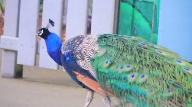 rüzgarda yürüyüş tavus kuşu