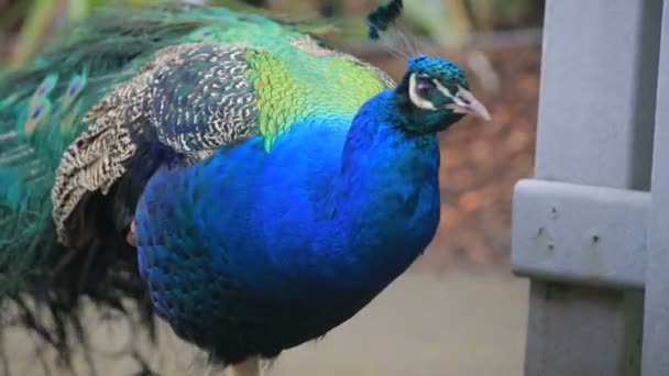 Paseo en cámara lenta del pavo real — Vídeos de Stock