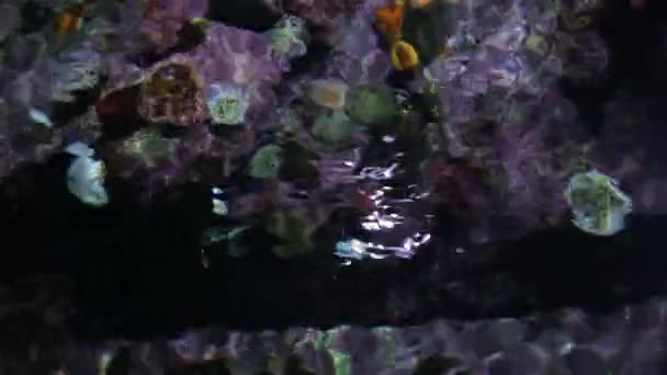 Abstrakte bunte Korallen unter der Oberfläche — Stockvideo