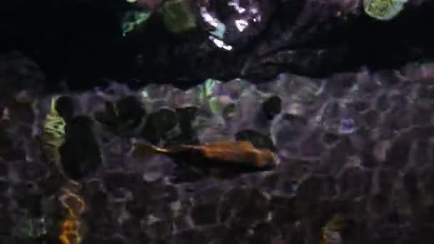 Риба плаває під брижами — стокове відео