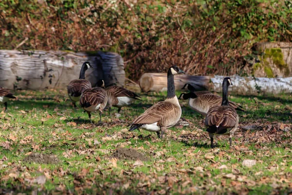 Grupo de gansos na grama 1 — Fotografia de Stock