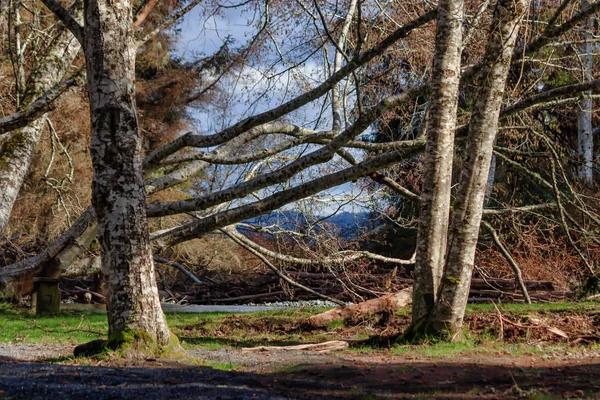 Группа больших запутанных деревьев 2 — стоковое фото