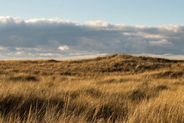 pacific Northwest çimenli kum tepeleri