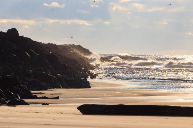 güzel mavi göklerin pacific northwest beach üzerinde