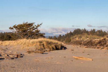 Kum tepeleri ile çim üzerinde ölü yıpranmış ağaçlar