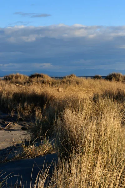 Grasaktige sanddyner i stillehavskysten nordvest – stockfoto