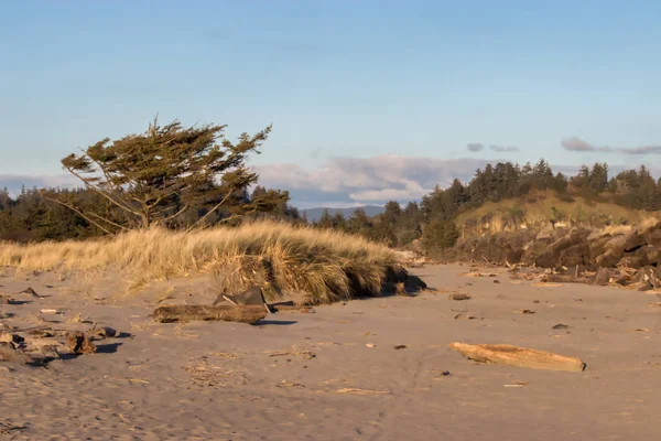 Мертвые выветрившиеся деревья на песчаных дюнах с травой — стоковое фото