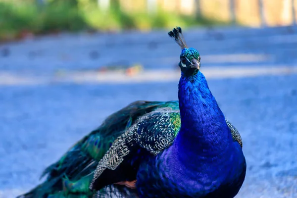 Lone Peacock vandrar en landsbygden väg — Stockfoto
