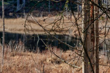 ağacın arkasında su havuzu