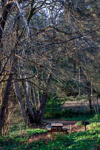 Forest and trees with nice seating area — Stock Photo, Image