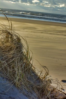 yamaç aşağı sarı kuru ot