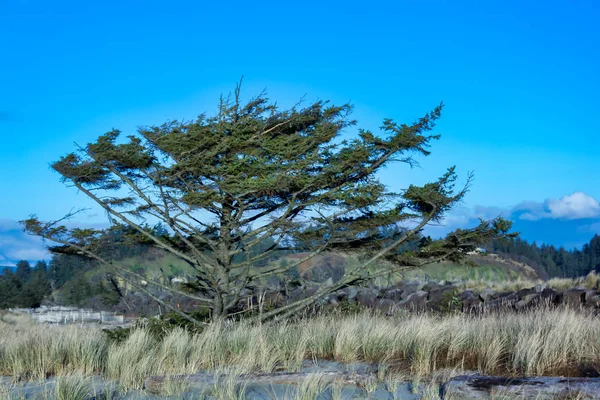 Baum in grasbewachsenen Stranddünen — Stockfoto