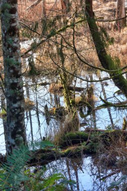 yansıtıcı göletlerde çimen